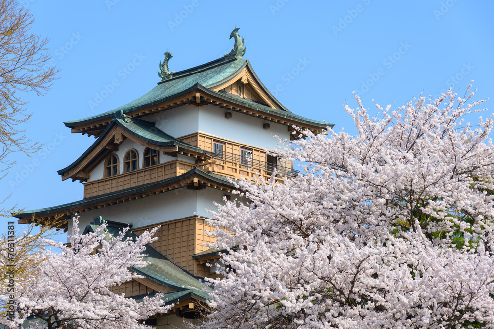 Cherry blossoms at the Takashima Park and the Takashima Castle i Cherry blossoms at the Takashima Park and the Takashima Castle i