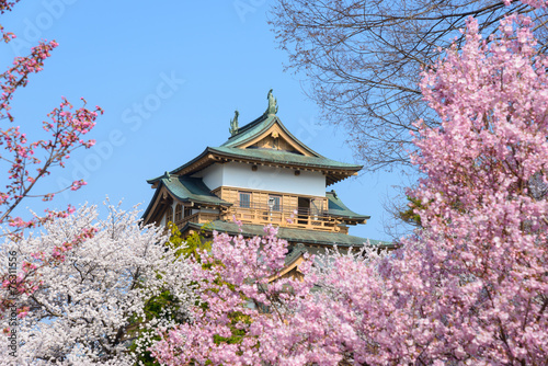 Cherry blossoms at the Takashima Park and the Takashima Castle i