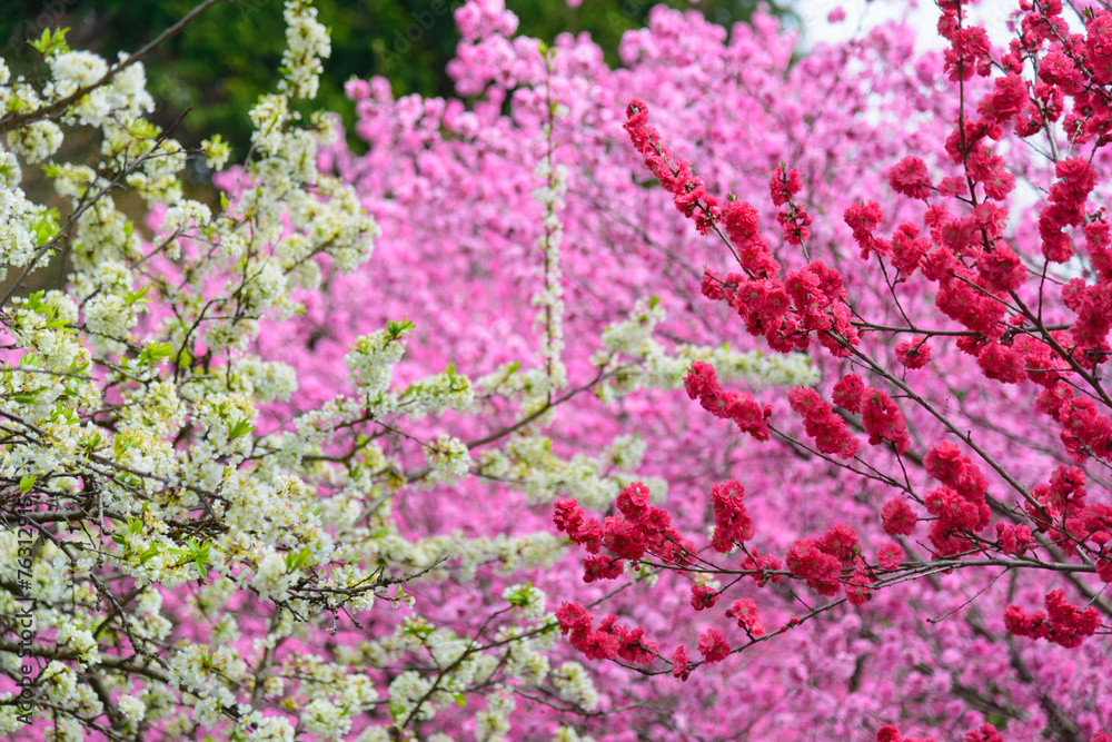 Flowering peach Flowering peach