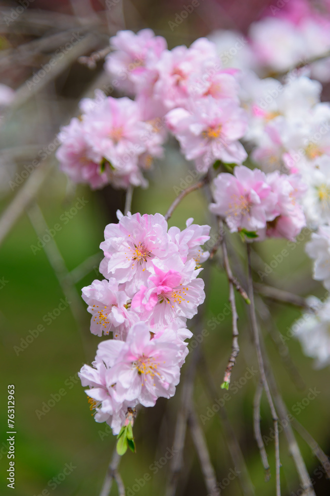 Fototapeta premium Flowering peach