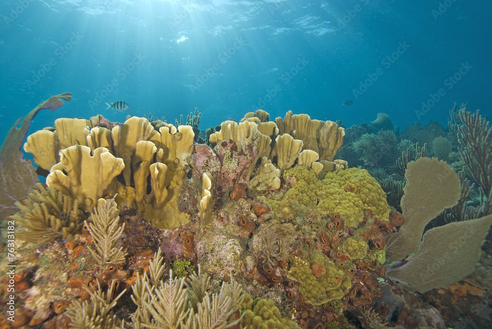 Naklejka premium Coral Reef