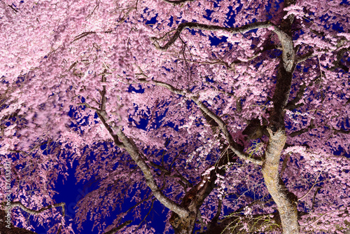 Kurofunezakura at dusk in Achi, Nagano, Japan photo