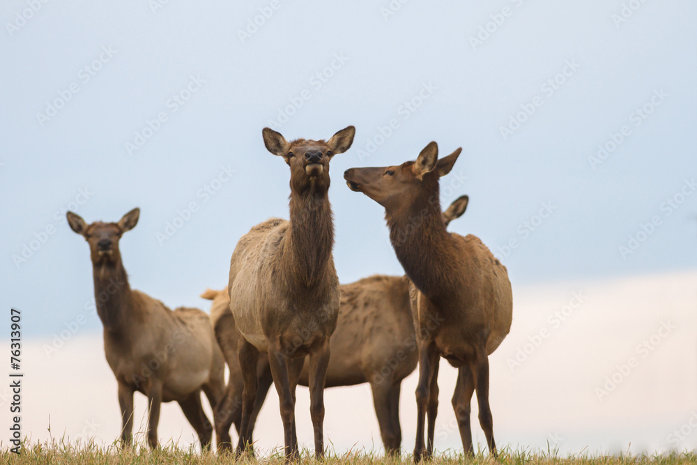 deer in wild scenery