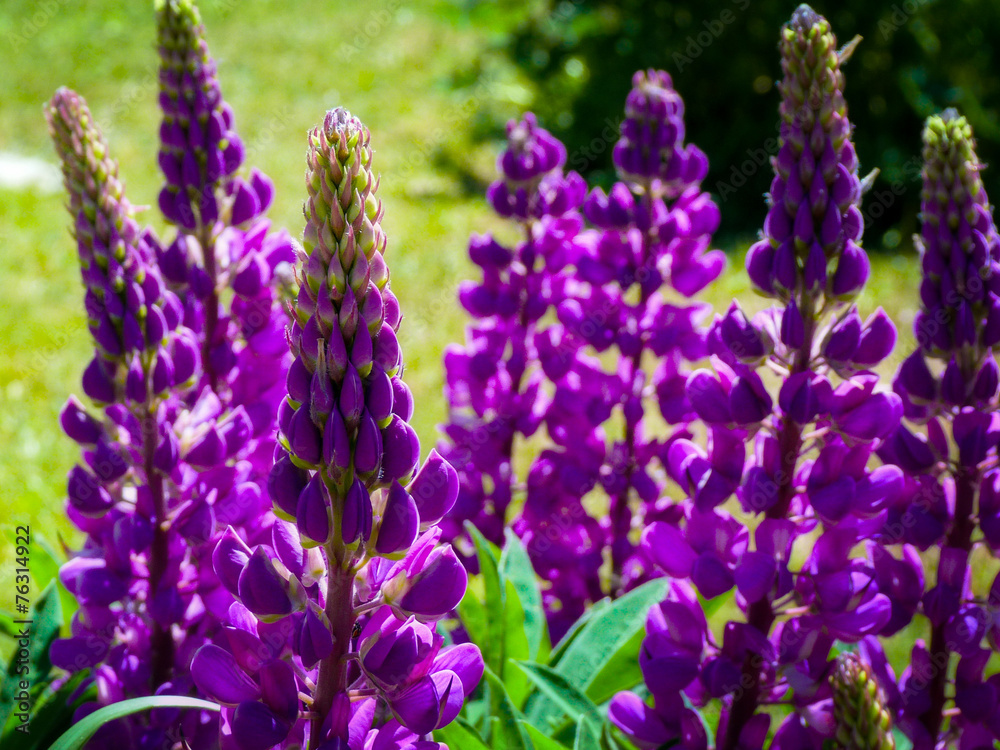 Obraz premium Lavender Patagonia