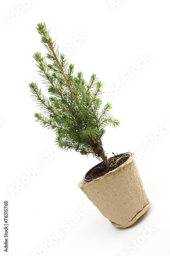 spruce on the white background