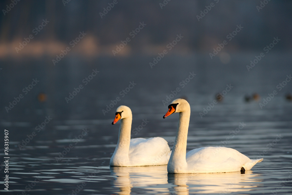 Obraz premium swan