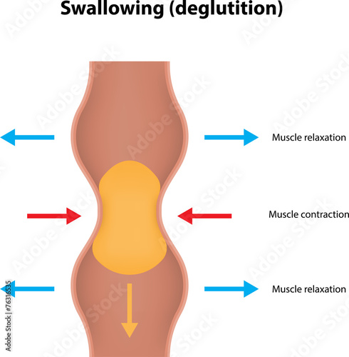 Swallowing (deglutition)