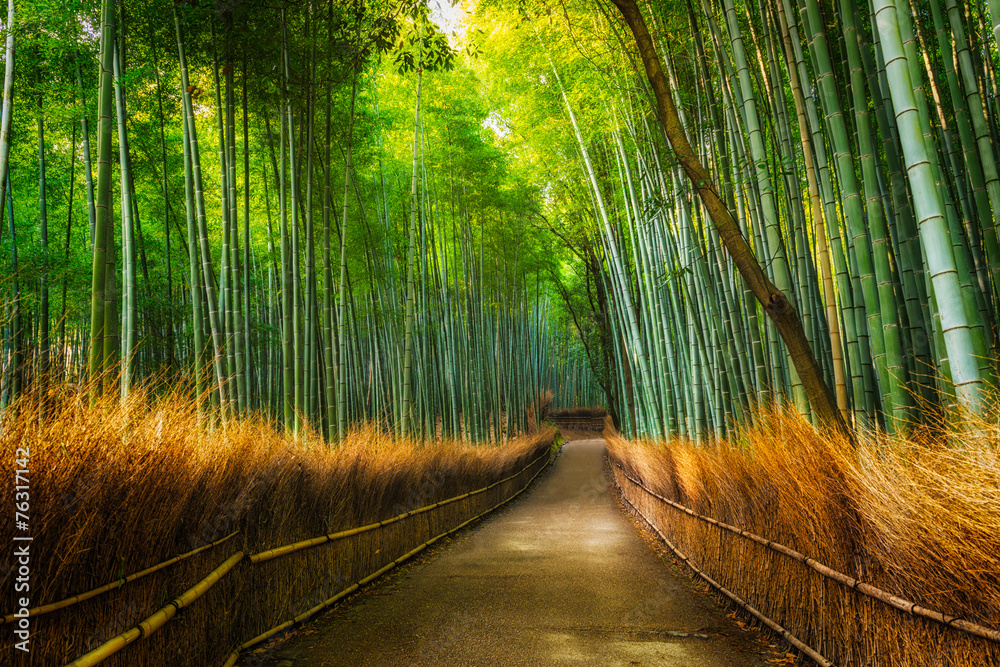 Fototapeta premium Arashiyama Bamboo Grove