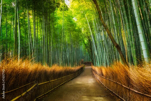 Obraz Arashiyama Bamboo Grove