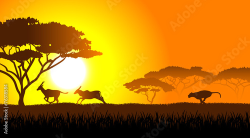 African savanna an evening landscape