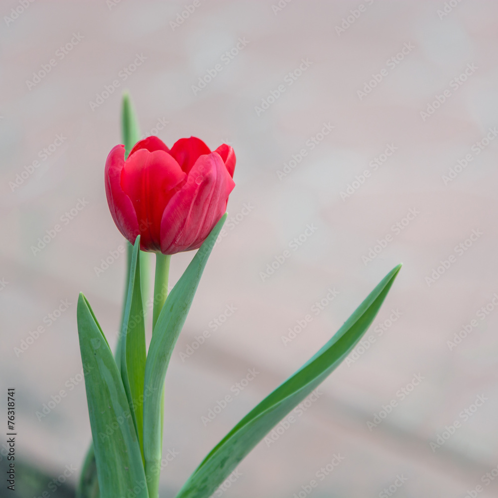 Naklejka premium red tutip