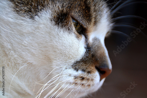Closeup portrait of white and gray cat