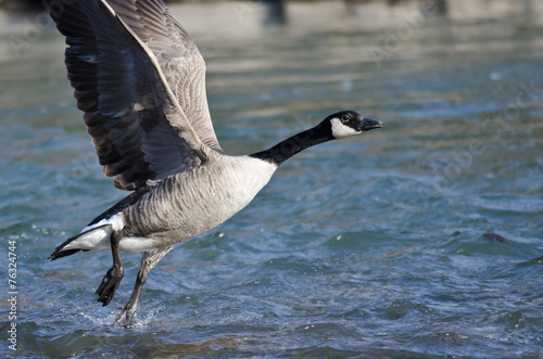 Canada Goose Taking Off From a River
