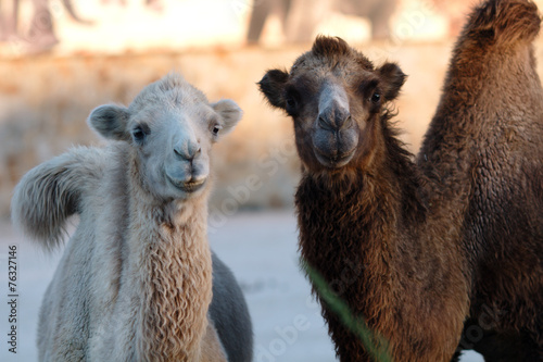 Two camels on sunset