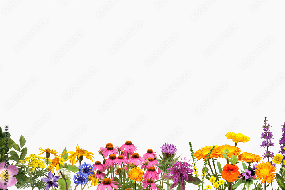 Heilpflanzenarrangement, Heilpflanzen Heilpflanzenarrangement, Heilpflanzen