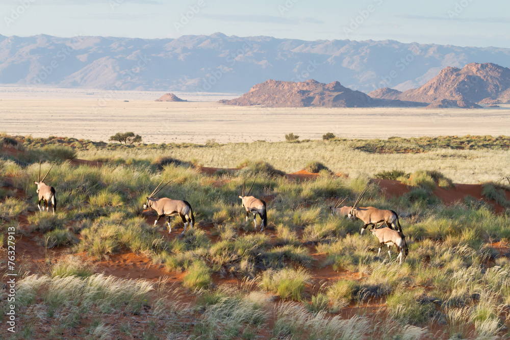 Oryx hidden in the grass of a wonderful landscape, Namibia Oryx hidden in the grass of a wonderful landscape, Namibia