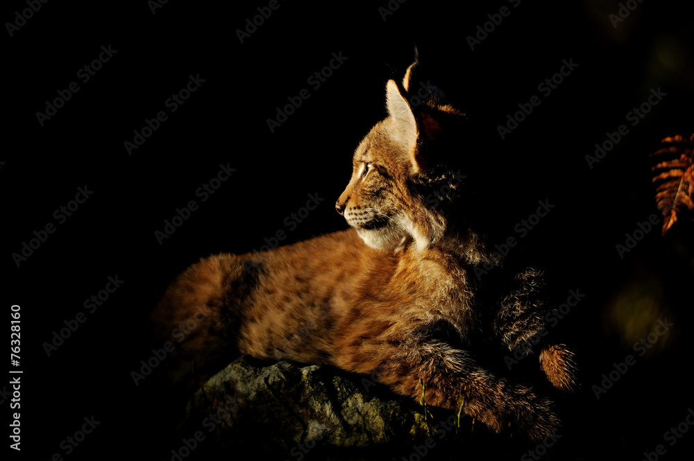 Fototapeta premium Eurasian lynx