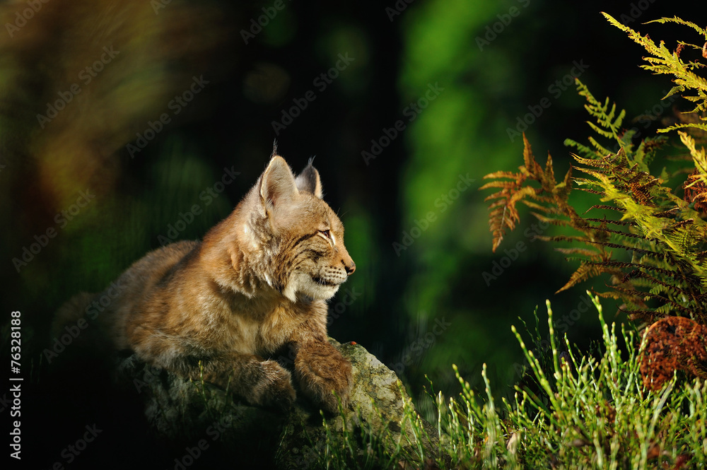 Naklejka premium Eurasian lynx in forest
