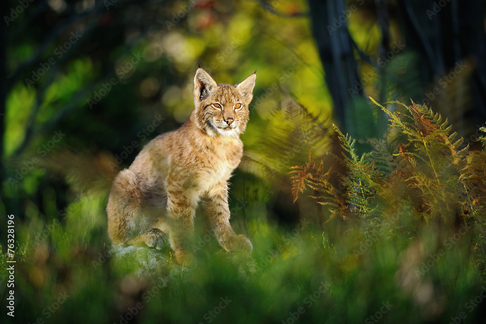 Obraz premium Eurasian lynx in forest