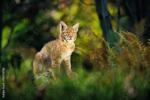 Eurasian lynx in forest
