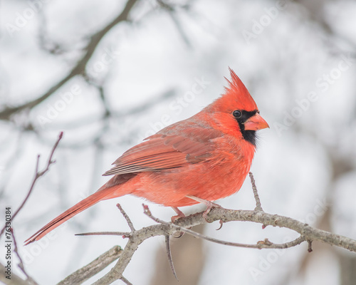 Male Cardinal © brm1949