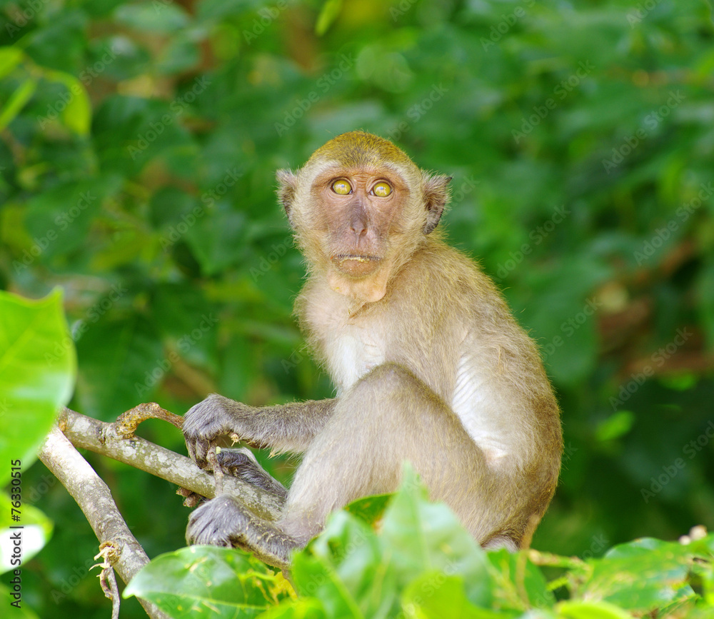 monkey monkey