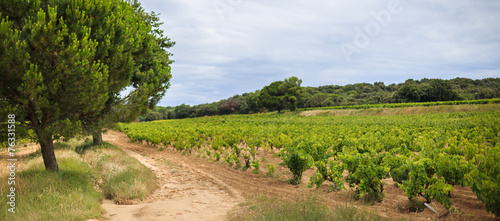 Plakat Vignes de Provence.