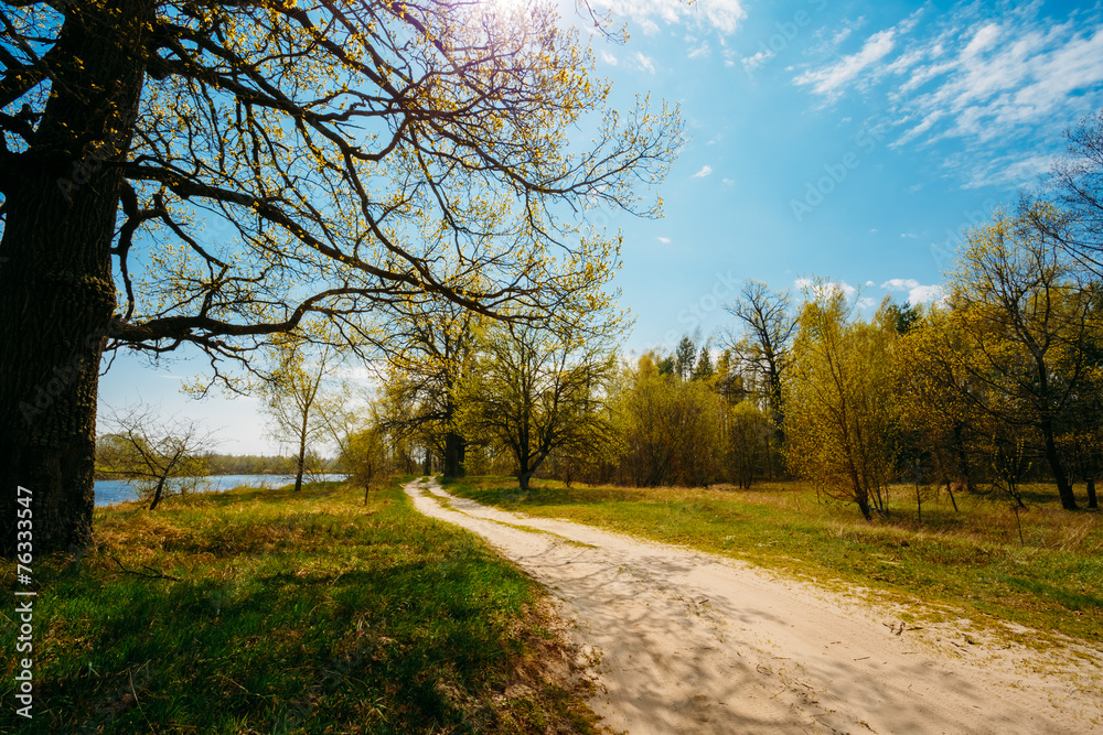 Spring Season In Park. Green Young Grass, Trees On Blue Sky Back