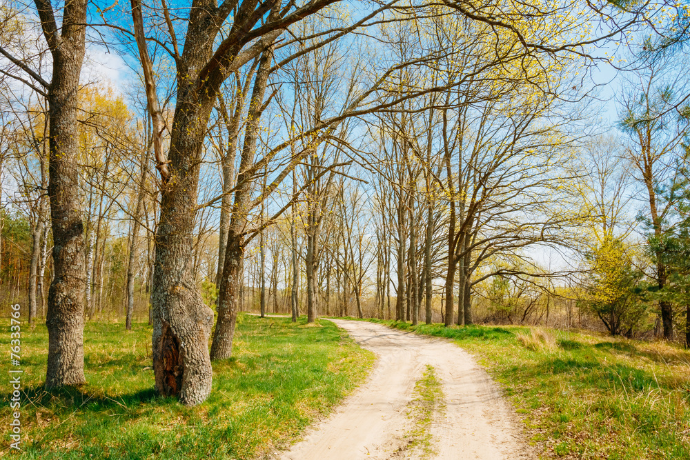 Spring Season In Park. Green Young Grass, Trees On Blue Sky Back