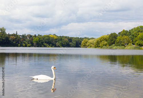 Swan at a Lake