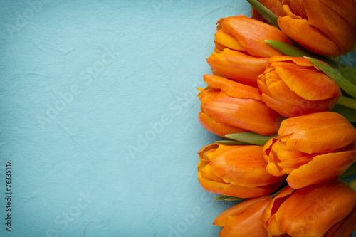 Fototapeta Naklejka Na Ścianę i Meble -  Tulip.