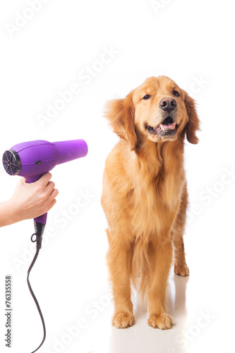 Blow drying golden retriever dog