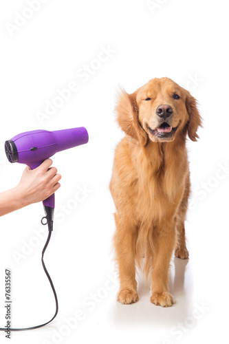 Fototapeta Naklejka Na Ścianę i Meble -  Blow drying golden retriever dog