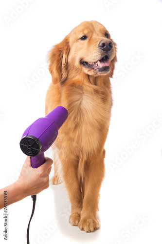 Grooming Dog