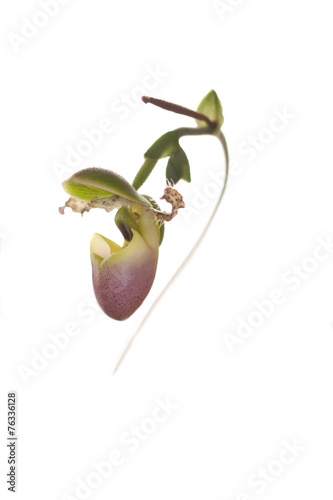 Orchis