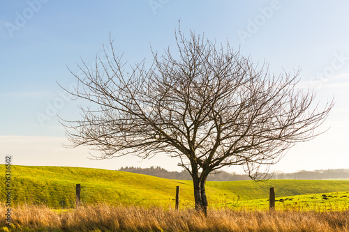 Single Tree at Field Border