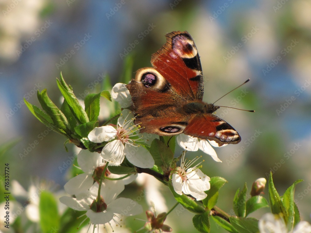Motyl, rusałka pawik
