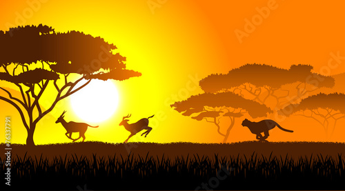 African savanna an evening landscape