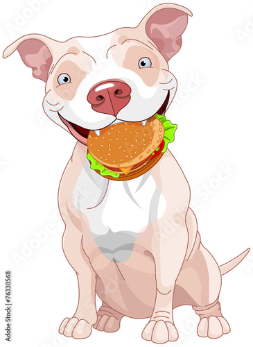 Pit Bull Dog Eats Hamburger