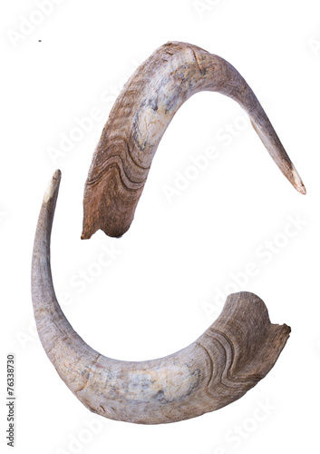 horns of a goat
