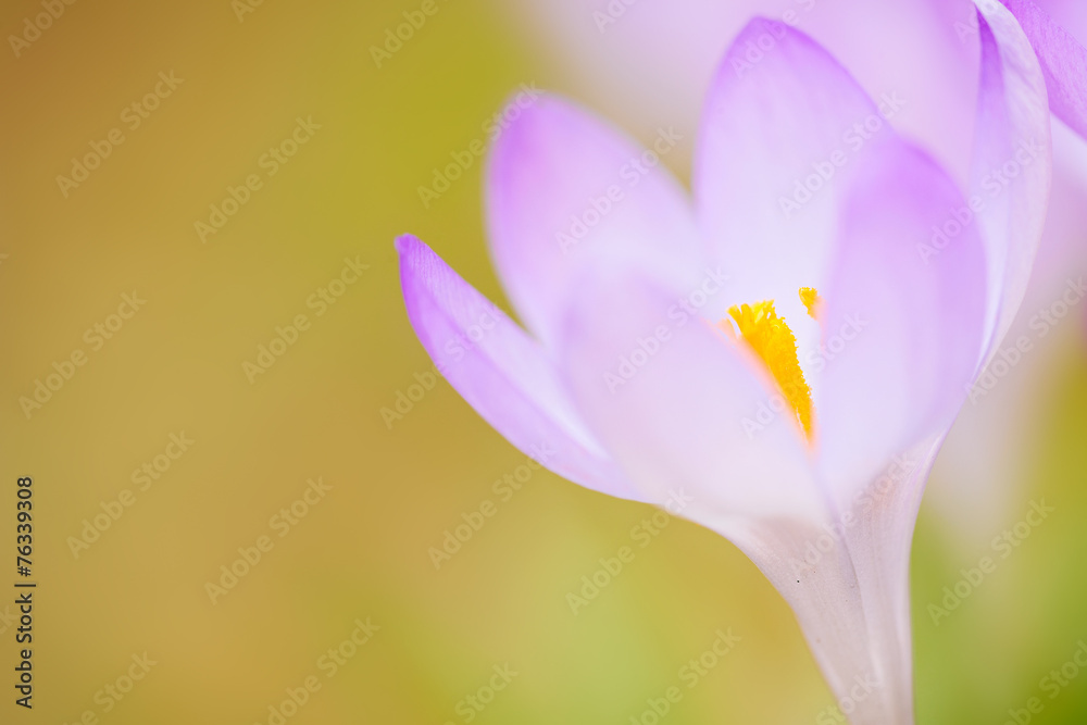 Naklejka premium Krokus