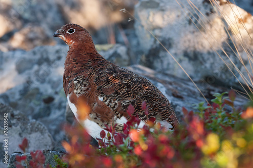 Moorschneehuhn photo