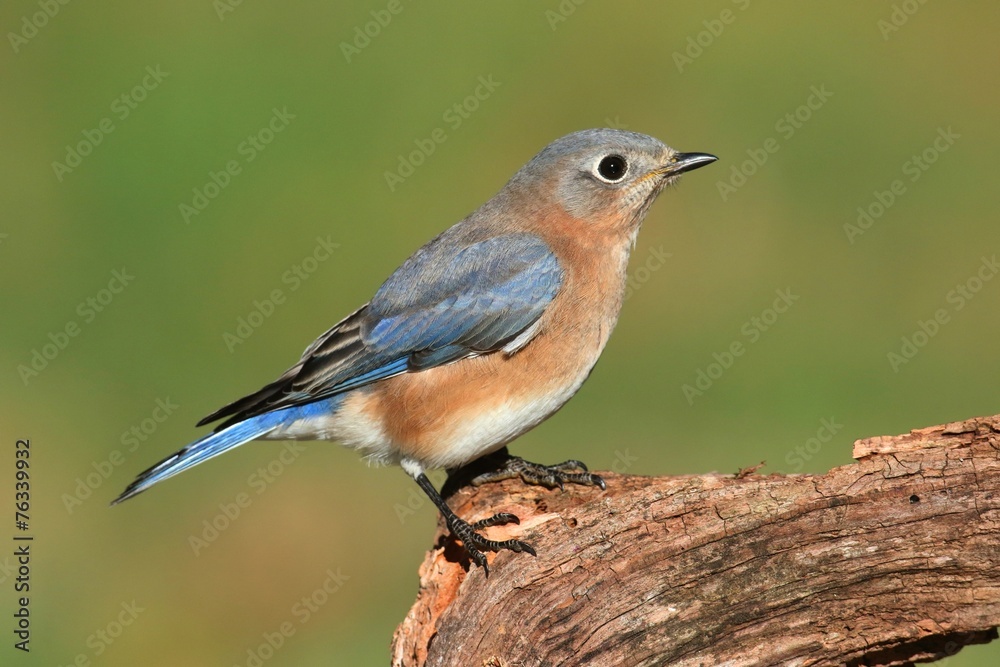 Female Eastern Bluebird