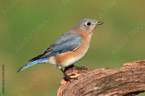 Female Eastern Bluebird