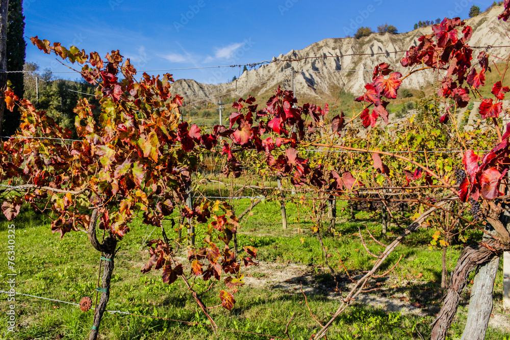 Autumnal Vineyards on badlands Autumnal Vineyards on badlands