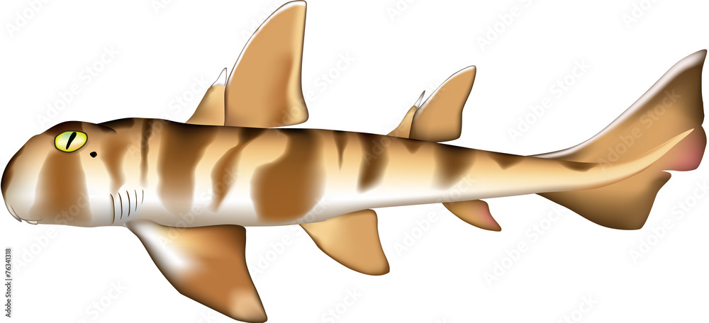 Obraz premium ネコザメ