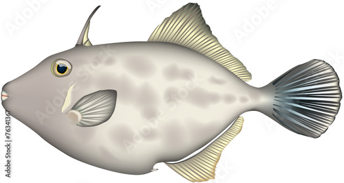 カワハギ（ウマヅラハギ）ベクター