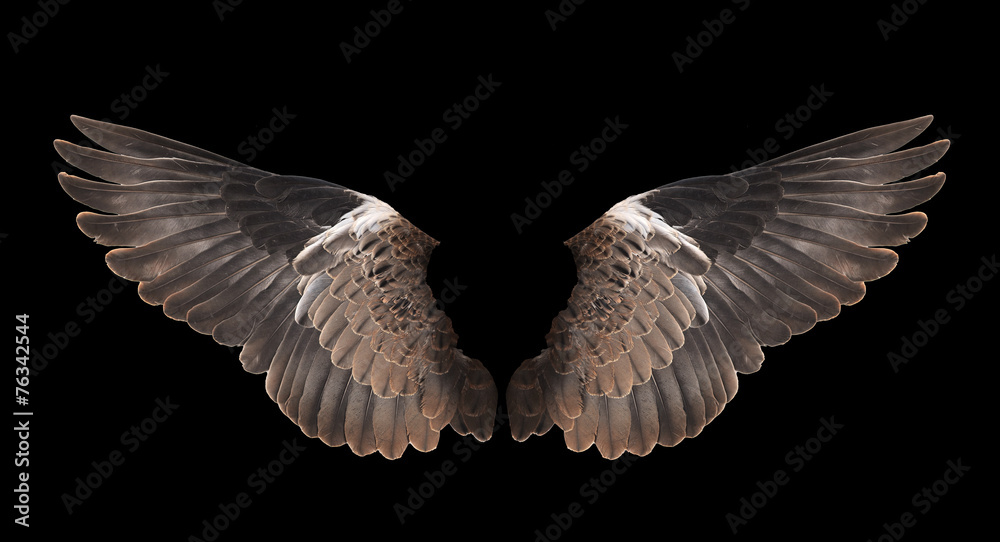 Obraz premium bird wing isolated on black background