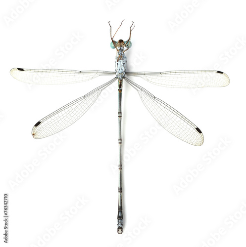 Dragonfly on a white background © anatchant