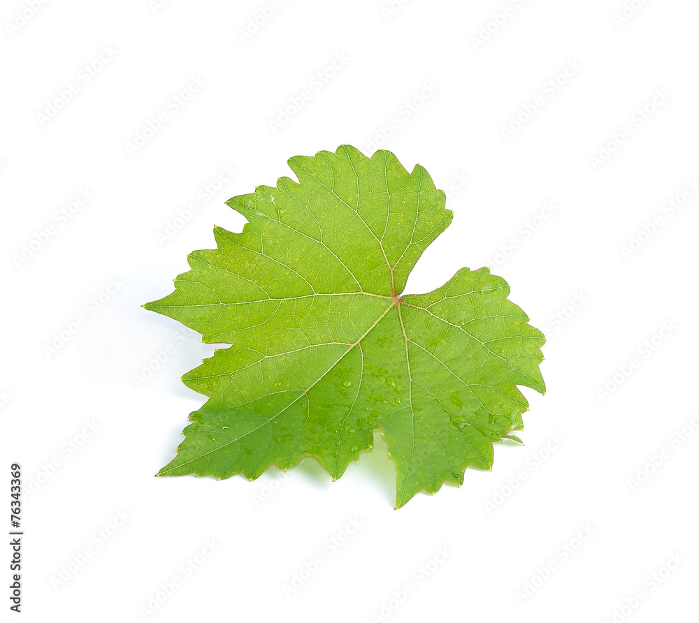 Fototapeta premium Leaves grape isolated on white background